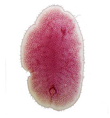   Parasaissetia nigra  